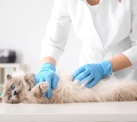Cat on exam table with vet